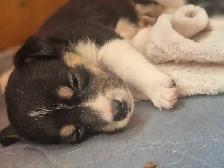 chiots disponible - Photo 6
