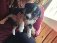 chiots disponible - Photo 7