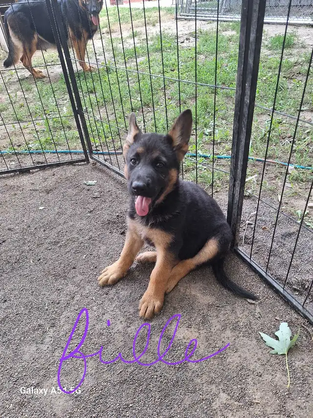 chiot 9 semaines berger Allemand