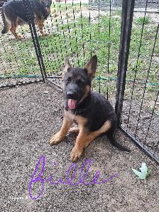 chiot 9 semaines berger Allemand