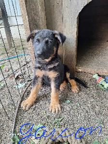 chiot 9 semaines berger Allemand - Photo 2
