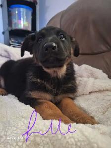 chiot 9 semaines berger Allemand - Photo 3