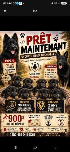 chiot 9 semaines berger Allemand - Photo 6