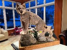 Tête de chevreuil empaillé à vendre - Photo 2