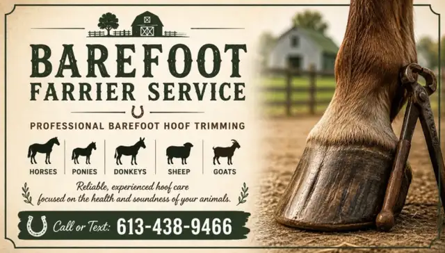 Barefoot Farrier