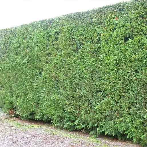 Hedge Trimming (near College Square)