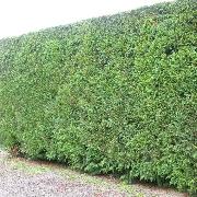Hedge Trimming (near College Square)