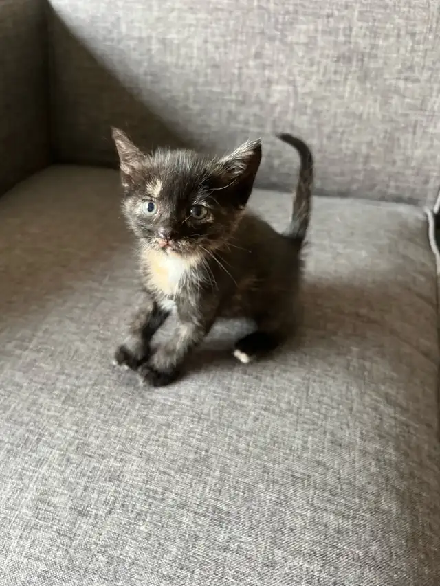 Adorable Kittens Ready To Go!