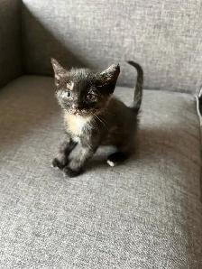 Adorable Kittens Ready To Go!