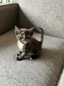 Adorable Kittens Ready To Go! - Photo 2