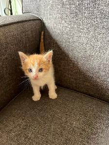 Adorable Kittens Ready To Go! - Photo 3