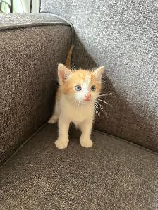 Adorable Kittens Ready To Go! - Photo 4