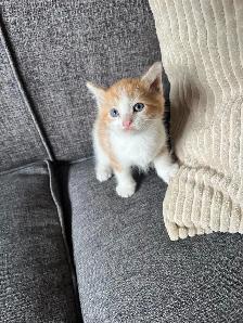 Adorable Kittens Ready To Go! - Photo 5
