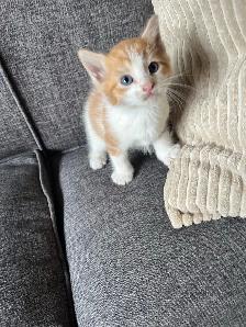 Adorable Kittens Ready To Go! - Photo 6