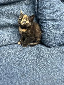 Adorable Kittens Ready To Go! - Photo 7