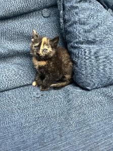 Adorable Kittens Ready To Go! - Photo 8