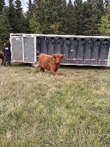 livestock hauling - Photo 4