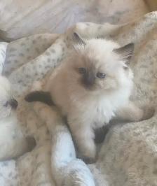 GORGEOUS BABY WHITEMITTTED & CHOCOLATEPOINT RAGDOLLS !! - Photo 3