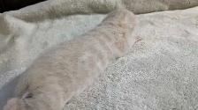 Little Snow Leopards - Photo 2