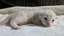 Little Snow Leopards - Photo 3