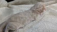 Little Snow Leopards - Photo 8