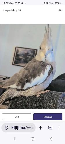 LOST COCKATIEL! PLEASE HELP!