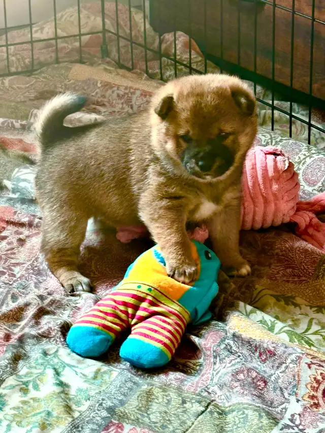 Purebred Shiba Inu Puppies