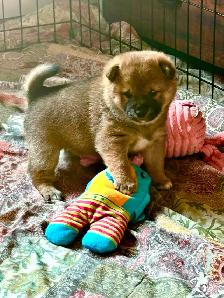 Purebred Shiba Inu Puppies