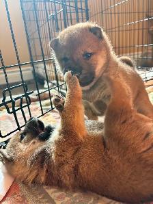 Purebred Shiba Inu Puppies - Photo 2
