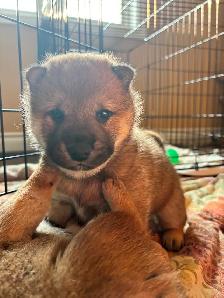 Purebred Shiba Inu Puppies - Photo 3