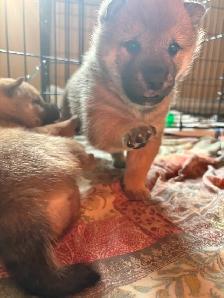 Purebred Shiba Inu Puppies - Photo 4