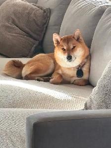 Purebred Shiba Inu Puppies - Photo 6