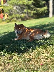 Purebred Shiba Inu Puppies - Photo 7