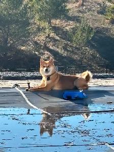 Purebred Shiba Inu Puppies - Photo 8