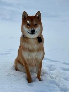 Purebred Shiba Inu Puppies - Photo 9