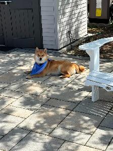 Purebred Shiba Inu Puppies - Photo 10