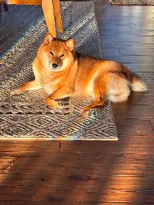 Purebred Shiba Inu Puppies - Photo 5