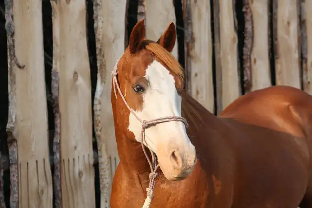 Well Broke Gentle Safe Ranch/Rope Gelding