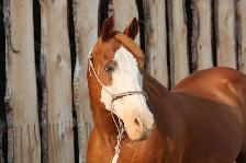 Well Broke Gentle Safe Ranch/Rope Gelding