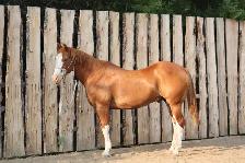 Well Broke Gentle Safe Ranch/Rope Gelding - Photo 2