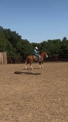 Well Broke Gentle Safe Ranch/Rope Gelding - Photo 3