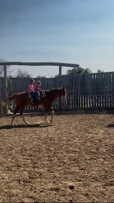 Well Broke Gentle Safe Ranch/Rope Gelding - Photo 4