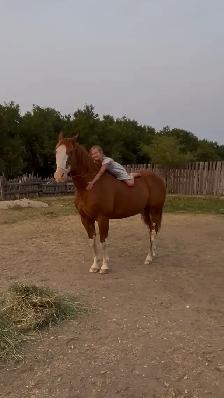 Well Broke Gentle Safe Ranch/Rope Gelding - Photo 5