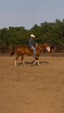 Well Broke Gentle Safe Ranch/Rope Gelding - Photo 6