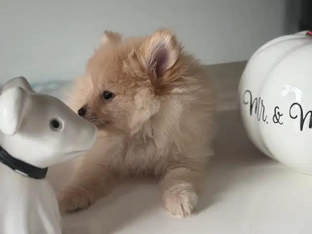 Magnifique petit mâle Poméranien