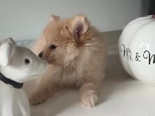 Magnifique petit mâle Poméranien