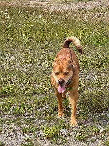 free dog