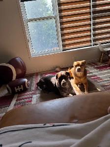 free dog - Photo 2