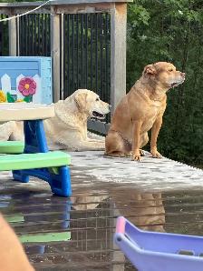 free dog - Photo 3