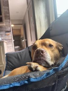 free dog - Photo 5